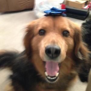 Meet your Posher, Jill