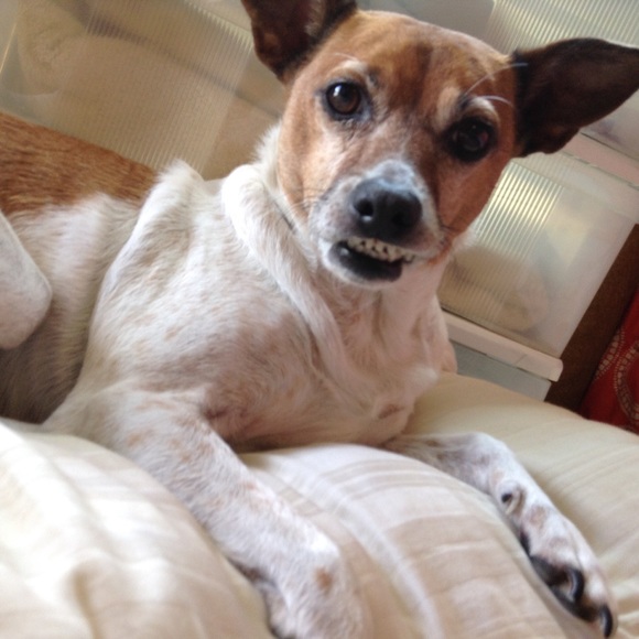 SWEET HAZEL - Picture 6 of 16