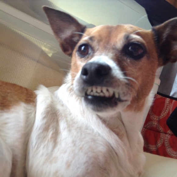 SWEET HAZEL - Picture 3 of 16