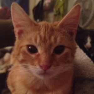 Meet your Posher, Christian