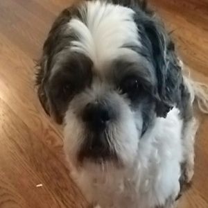 Meet your Posher, Sheena