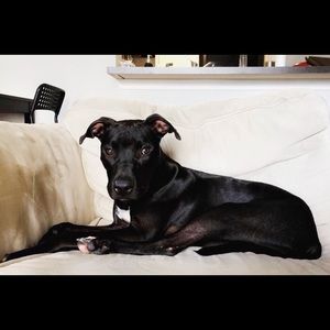 Meet your Posher, Josh