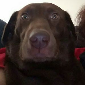 Meet your Posher, Robin