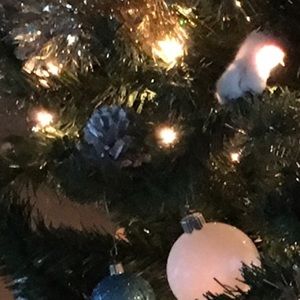 Meet your Posher, Donald