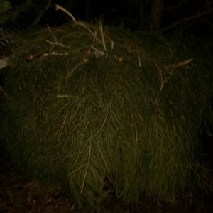 Meet your Posher, Cody