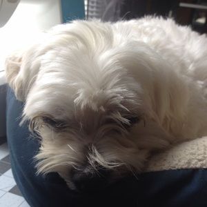 Meet your Posher, Susan