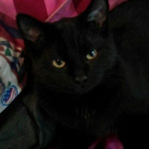 Meet your Posher, Crystal