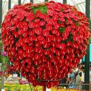 Meet your Posher, Marlene