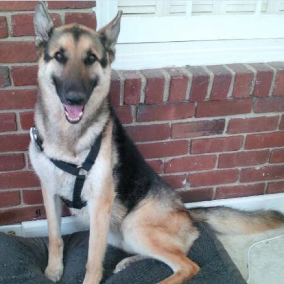 Meet your Posher, Laura - @nikitadoggies - Picture 3 of 7