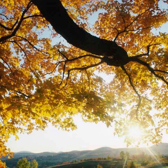 Meet your Posher, Star