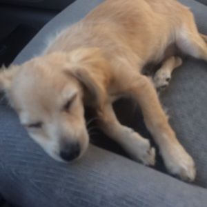 Meet your Posher, Mandy