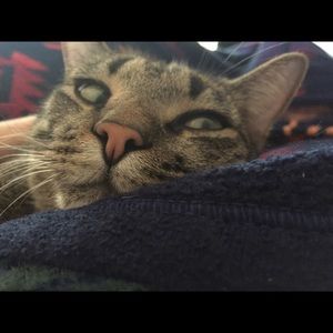 Meet your Posher, Carey