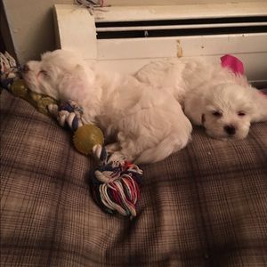 Meet your Posher, Luz