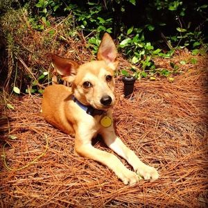 Meet your Posher, Rose