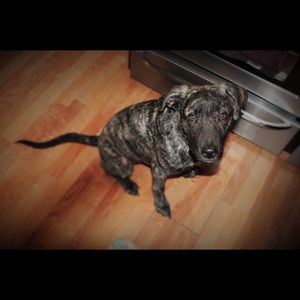 Meet your Posher, Dylan