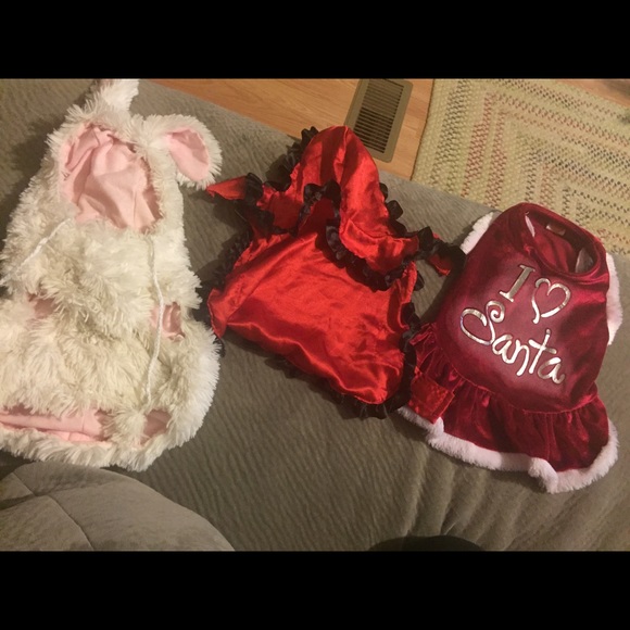 Bunny dog costume.