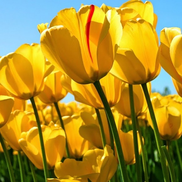 Meet your Posher, Candy