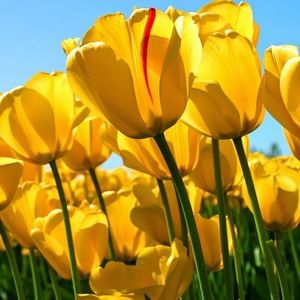 Meet your Posher, Candy