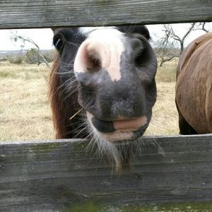 Meet your Posher, Hazel