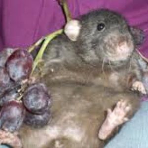 Meet your Posher, Eva