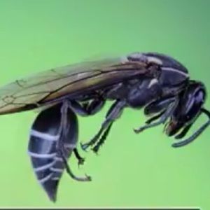 Meet your Posher, Jamaal