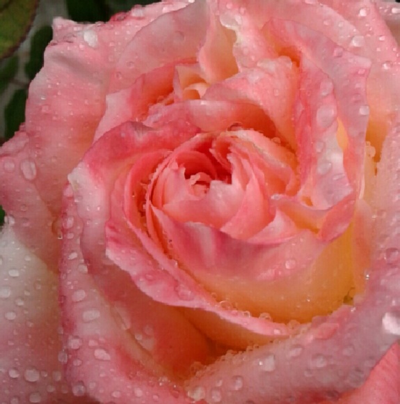 Meet your Posher, Becky