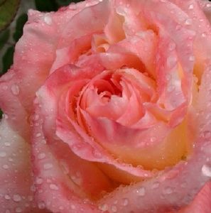 Meet your Posher, Becky