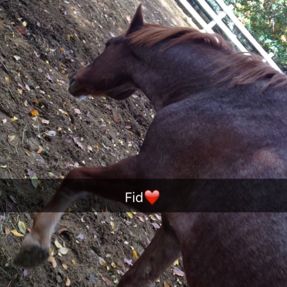 Meet your Posher, Ruby - Picture 1 of 1