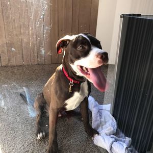 Meet your Posher, Jín