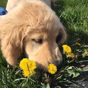 Meet your Posher, Steve