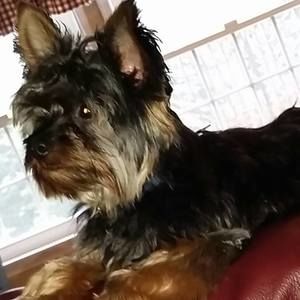 Meet your Posher, Joyce