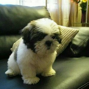 Meet your Posher, Barbara