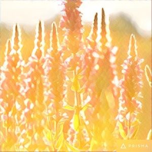 Meet your Posher, Annie