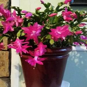 Meet your Posher, Debra