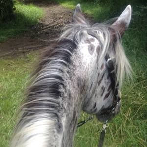 Meet your Posher, Allie