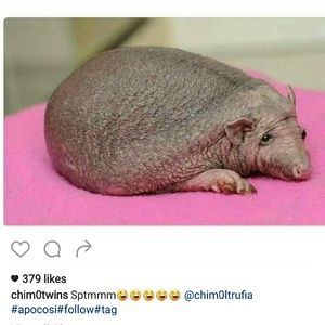 Meet your Posher, Albert