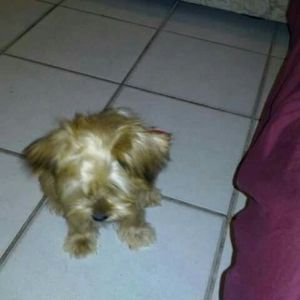 Meet your Posher, Shaon