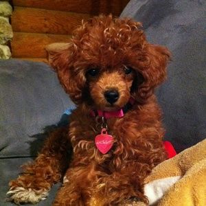 Meet your Posher, Elizabeth