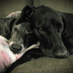 Meet your Posher, Elisa