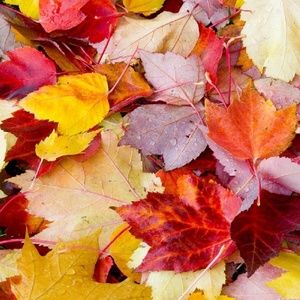 Meet your Posher, Heidi