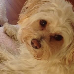 Meet your Posher, Tricia