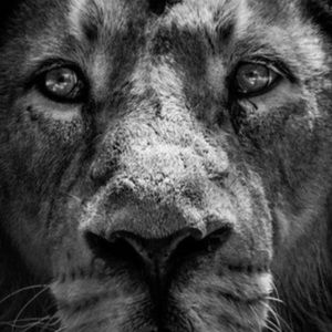 Meet your Posher, Dawn