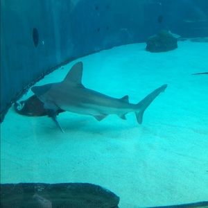 Meet your Posher, Sandy