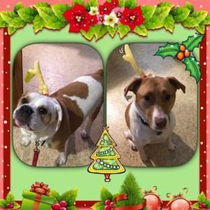 Meet your Posher, Ivory