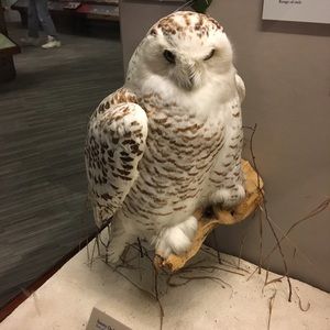 Meet your Posher, Nisha