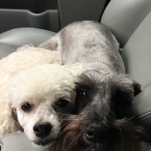 Meet your Posher, Miley bella