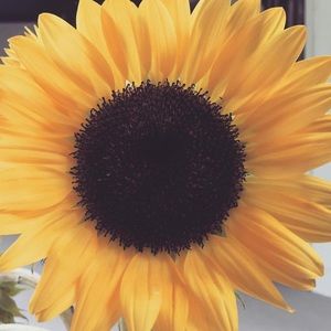 Meet your Posher, Alisha