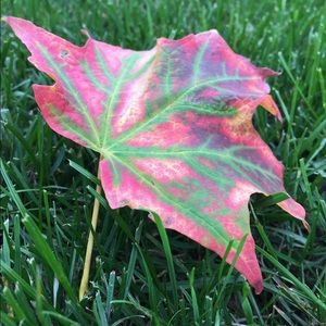 Meet your Posher, Mallory