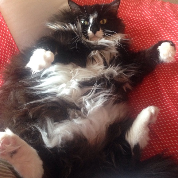 Meet your Posher, Megan - Picture 3 of 3