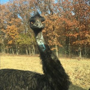 Meet your Posher, Brett